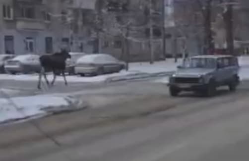 Лося, неспешно бегающего по поселку Кольцово, сняли арамильцы по пути на работу
