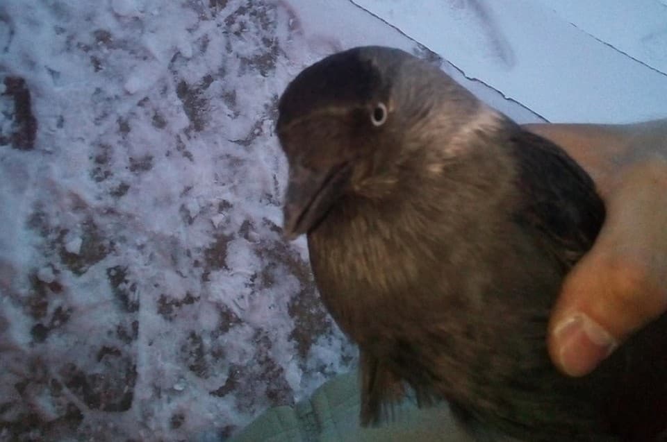 В коттедж к жительнице Арамиля залетел галчонок и угодил в западню — в дымоход. Вызволять пернатого пришлось спасателю...