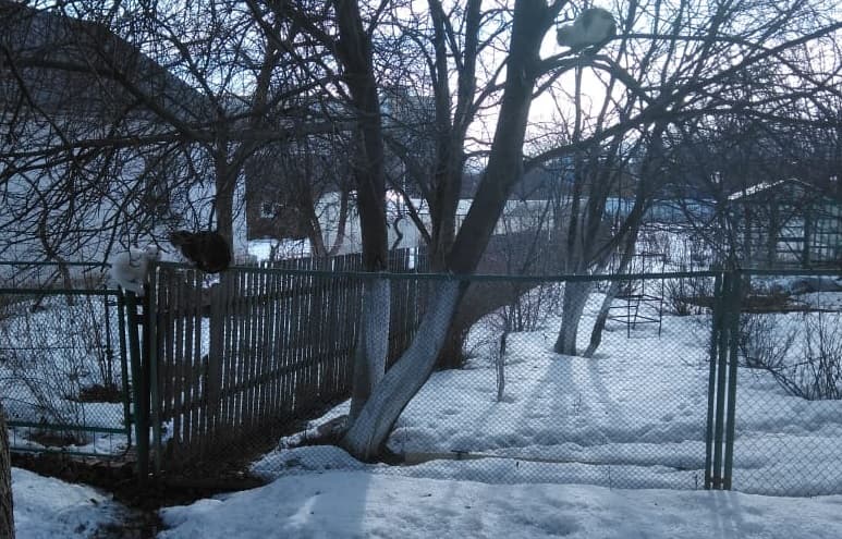 Мимимишная история: коты в начале апреля настроены на романтические отношения, а арамильцы любуются зверушками прямо из своих окон