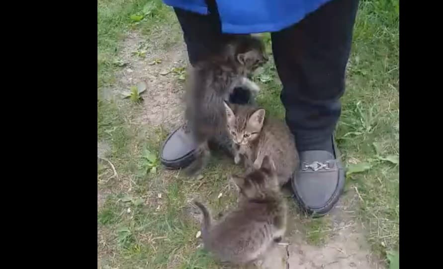 «Отогревала их под курткой». Местная жительница на станции Арамиль увидела, как неизвестная вытряхнула из сумки восемь котят...