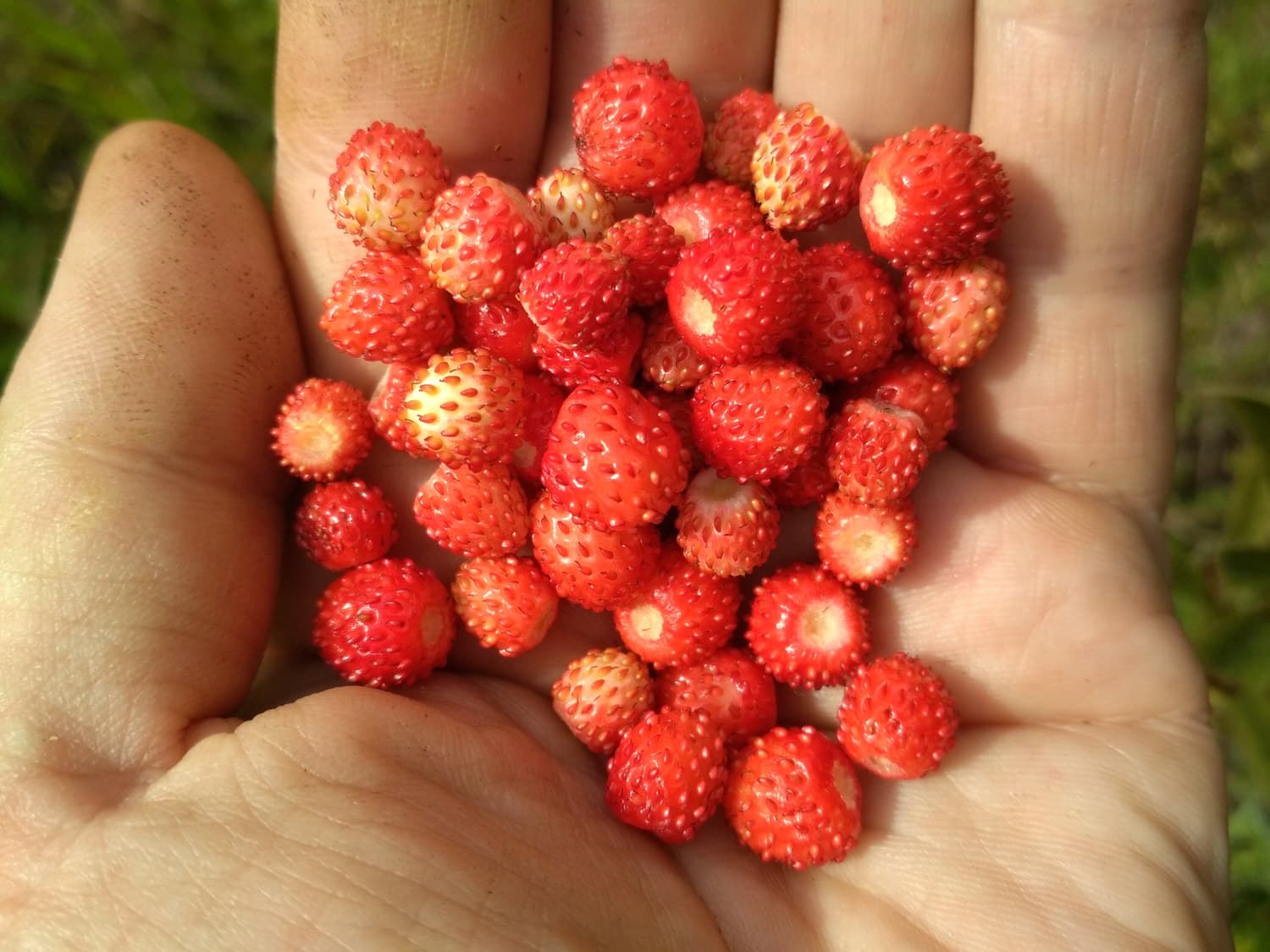 Арамильцы радуются урожаям — земляники нынче даже в окрестностях города-спутника достаточно, чтобы полакомиться и запастись на зиму