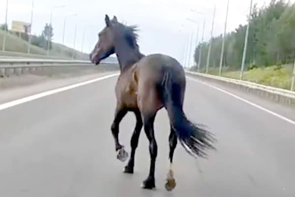 «Получилось отогнать в лес». Накануне на трассе под Сысертью спасли от фур перепуганного коня