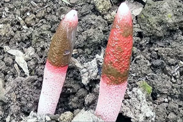 В Большом Истоке выросли вонючие грибы, занесенные в Красную книгу