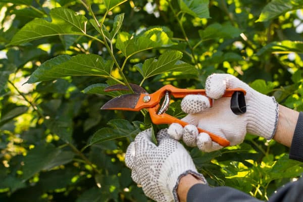 Успешная подготовка рассады: что посеять в марте для обильного урожая