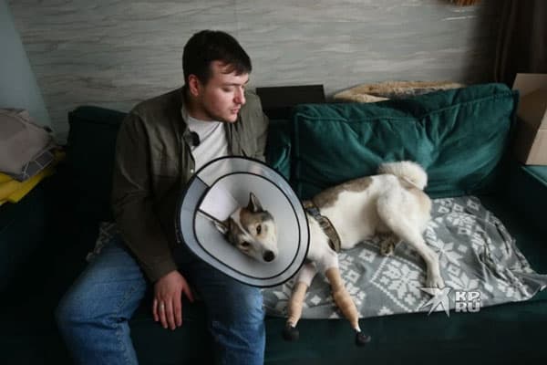 У меня 3D-лапки. Студент из Екатеринбурга помог сделать протезы собаке, попавшей в капкан