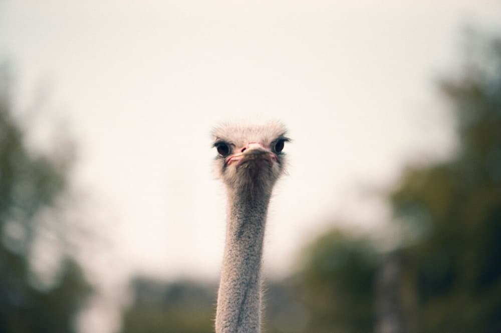 С фермы под Сысертью сбежал страус