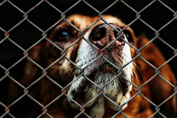 Собачий приют в Сысерти пытается закрыть владелец завода по соседству