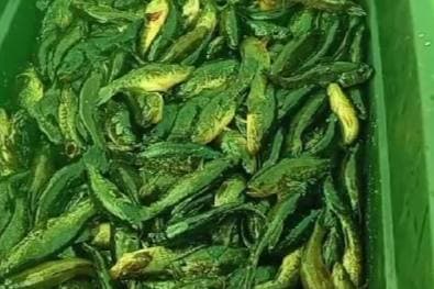 На озере в Сысерти рыбак наловил более 20 килограммов рыбы