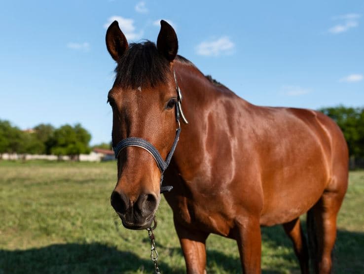 В Сысерти суд обязал выплатить мужчине компенсацию ущерба за ДТП с жеребенком и пони