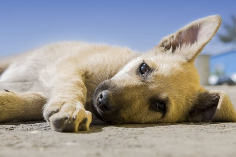 Ответственное решение - взять собаку на передержку