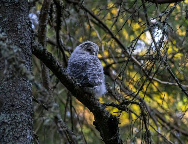 Птенцов краснокнижных филинов выпустят в сысертском природном парке «Бажовские места» 