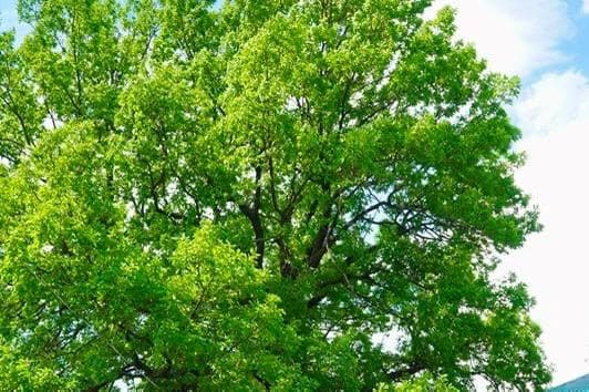 Сысертский дуб, которому более 150 лет, стал участником конкурса «Российское дерево года»