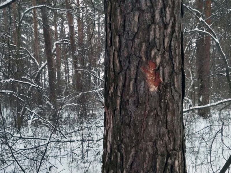 На лесном массиве у Арамиля кто-то массово повреждает лес, а жители не понимают, кто виноват
