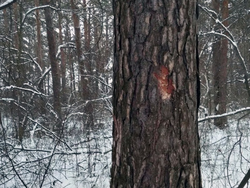 На лесном массиве у Арамиля кто-то массово повреждает лес, а жители не понимают, кто виноват | В Патрушах повреждены сосны на десяти тысячах квадратных метров леса На лесном массиве у Арамиля кто-то массово повреждает лес, а жители не понимают, кто виноват | В Патрушах повреждены сосны на десяти тысячах квадратных метров леса